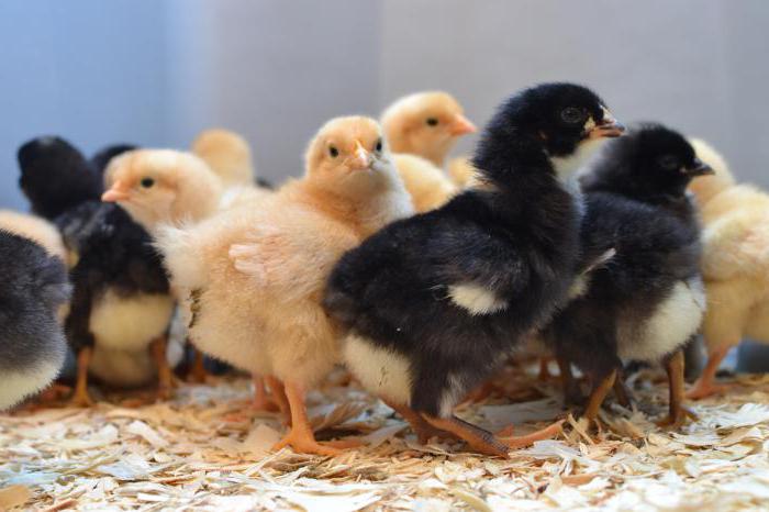 Кокцидиоза код пилића: узроци, лечење, превенција