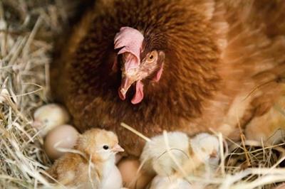 Одредјујемо колико је кокошка јаја и које су услове потребне за то