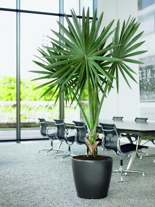 Вештачка палма је јужна биљка која никада неће нестати