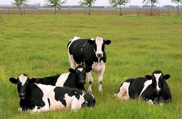 Краве млијечне расе: карактеристике узгоја. Краве млека: расе