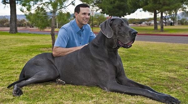 Највећи пси на свету