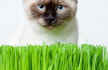 Трава за мачку 