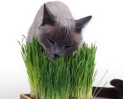 Трава за мачку - извор здравља