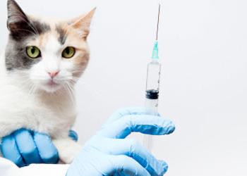 Вакцинација мачке по свим правилима
