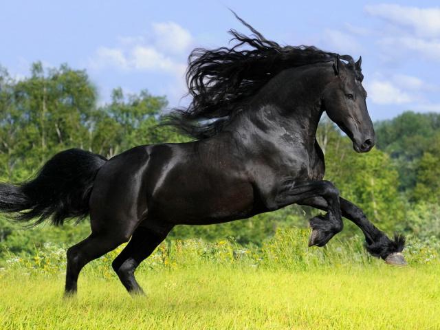 о чему сањам црни коњ