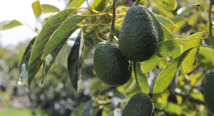 Како авокадо зори код куће: савети и услови складиштења