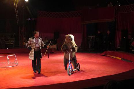 Циркус на Дибенко - забава за децу и одрасле