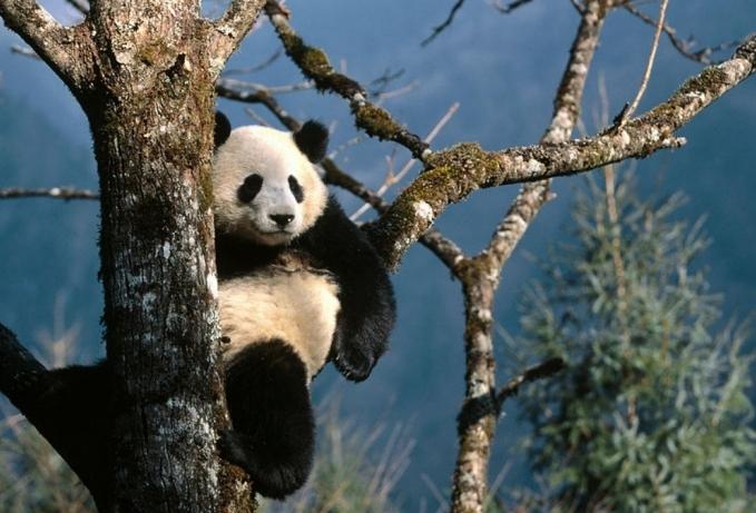 Да ли знате где живи панда?