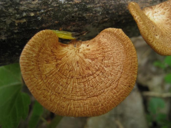 Печурке у самарској регији: савети за гљиве
