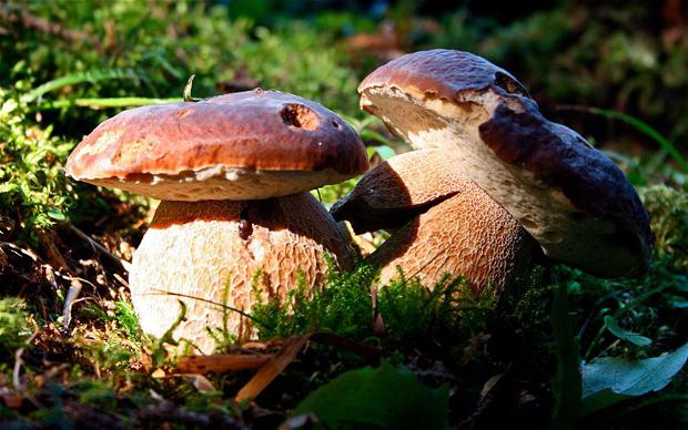печурке у Калињинграду