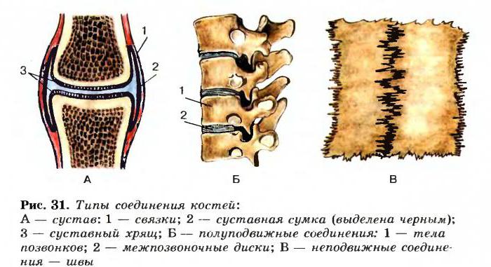 класификацију и структуру костију