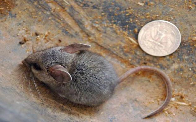 Мишеви који копају земљу: врста и начин живота