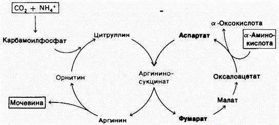 метаболички поремећаји орнитинског циклуса