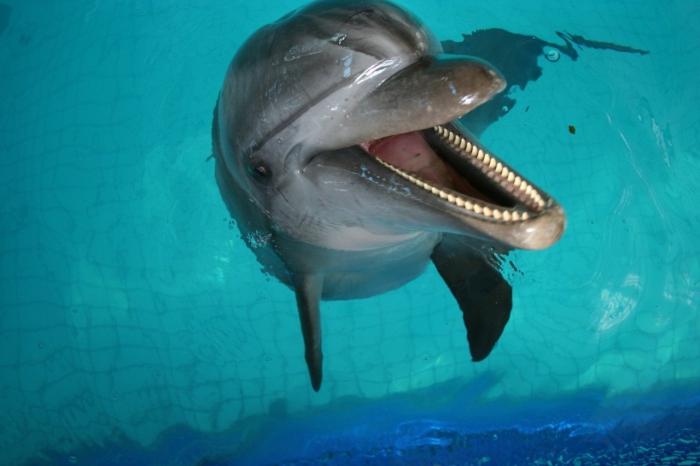 делфинаријум у Казану