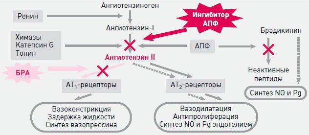 Систем ангиотензин-ренин-алдостерон: схема, функције и његова улога